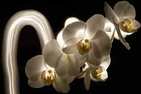 body massage spa dubai